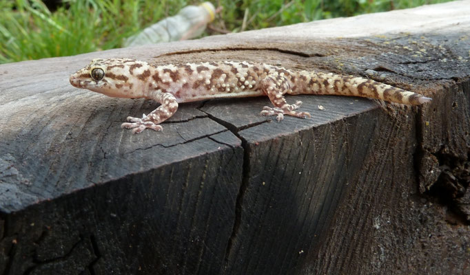 Hemidactylus turcicus