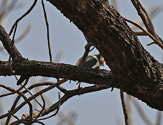 Prionops plumatus - White Helmetshrike