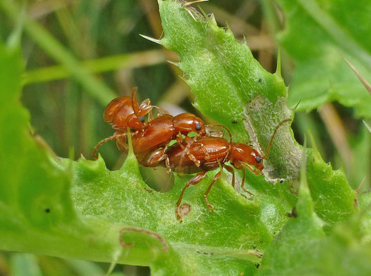 Neocrepidodera transversa
