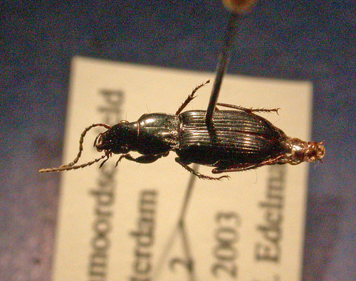 Pterostichus minor