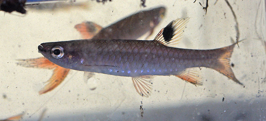 Pyrrhulina filamentosa