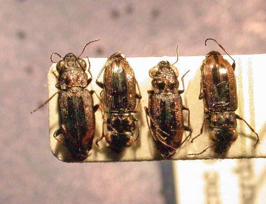 Notiophilus biguttatus