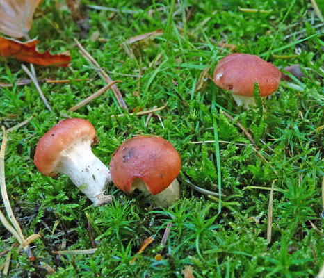 Gomphidius roseus - Roze spijkerzwam