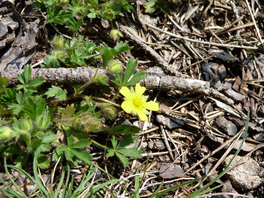 Potentilla thuringiaca