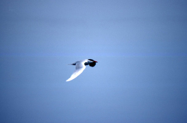 Caspian Tern