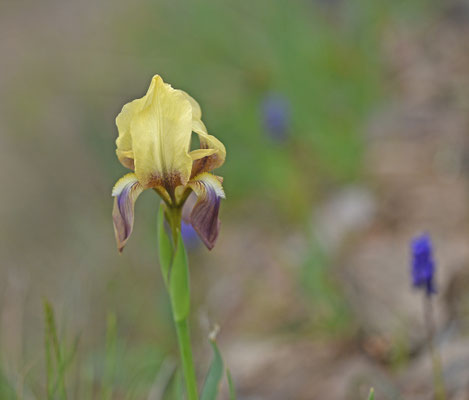 Iris suaveolens - Iris suaveolens