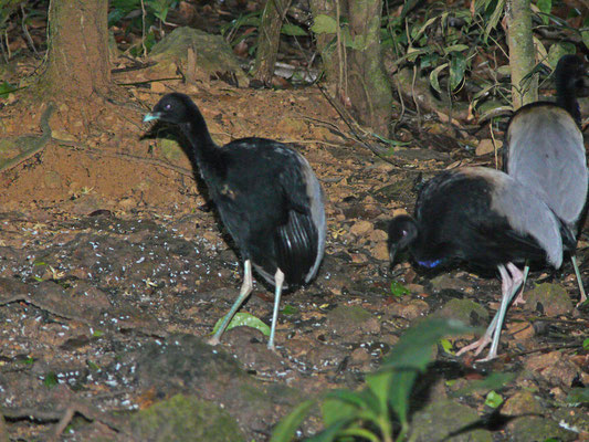 Gray-winged Trumpeter