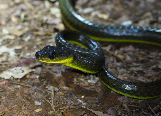 Chironius multiventris - Zweepstaartkielrugslang