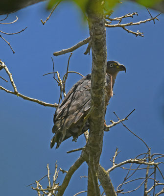 Hook-billed Kite