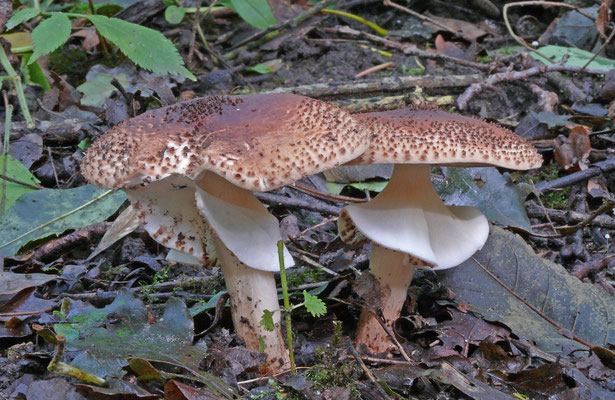 Lepiota aspera - Spitsschubbige parasolzwam