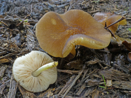 Pluteus romellii - Geelsteelhertenzwam