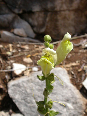 Anthirrhinum siculum