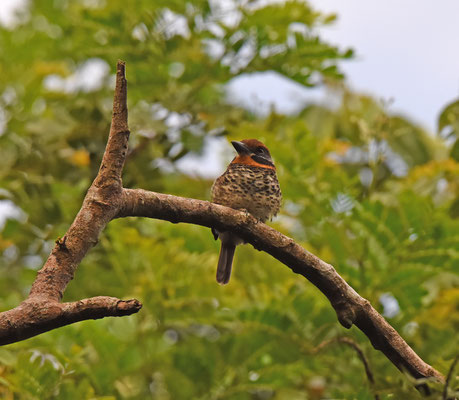 Spotted Puffbird