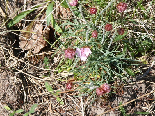 Armeria maritima = Engels gras