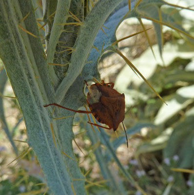 Carpocoris purpureipennis - Knoopkruidschildwants