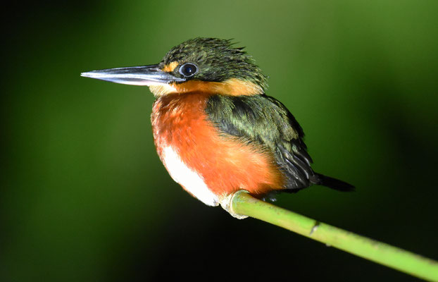 American Pygmee Kingfisher