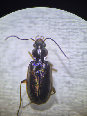 Badister collaris - Veenstompkaak