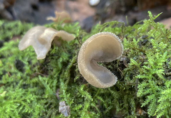Helvella macropus - Schotelkluifzwam