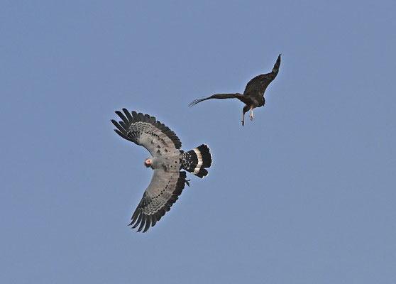 Polyboroides typus - African Harrier-Hawk