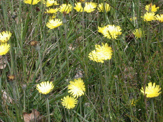 Pilosella officinarum - Muizenoor