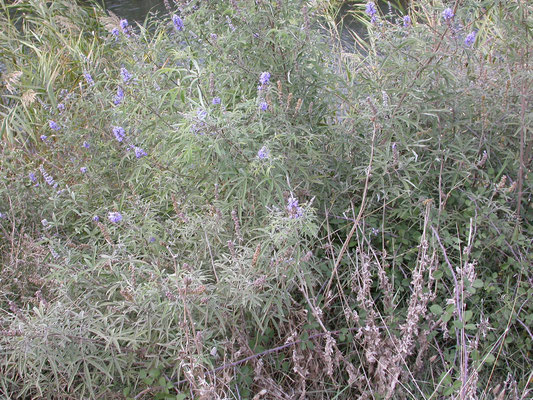 Vitex agnus-castus - Kuisheidsstruik, Monnikspeper