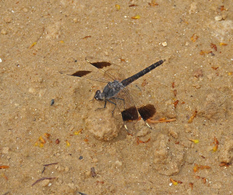 Brachythemis leucosticta