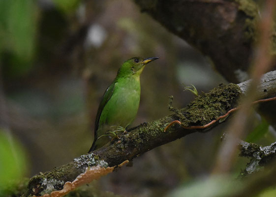 Green Honeycreeper, female