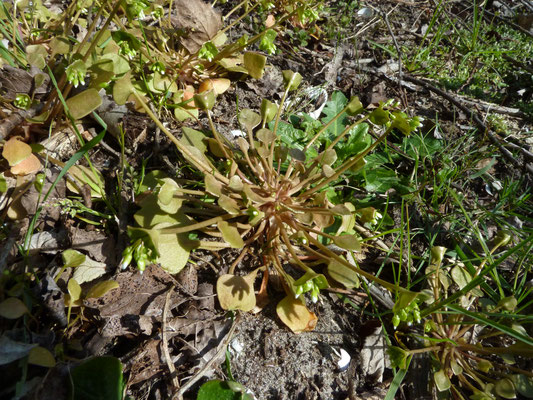 Claytonia perfiolata - Witte winterpostelein