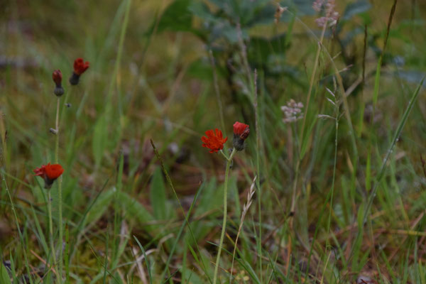 Pilosella aurantiaca - Oranje havikskruid
