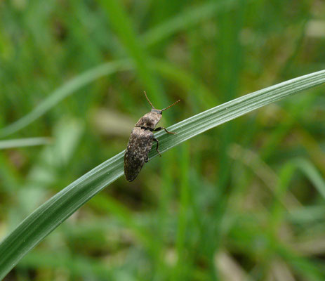 Agrypnus murinus