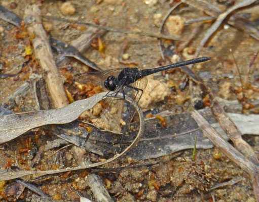Diplacodes lefebvrii,  male