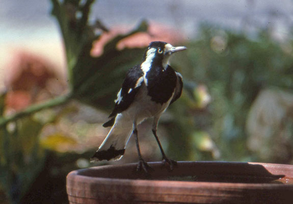 Australian Magpie-lark