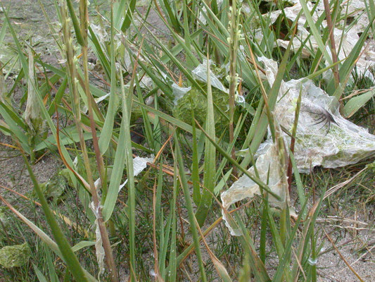 Spartina anglica - Engels slijkgras
