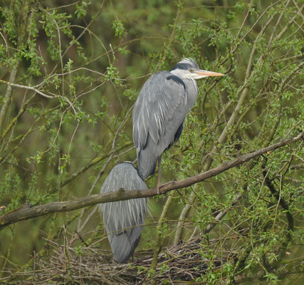 Blauwe reiger