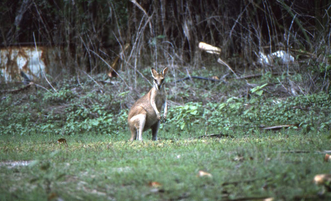 Agile Wallaby