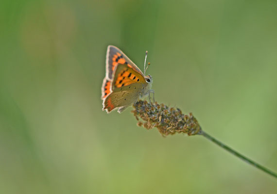 Kleine vuurvlinder