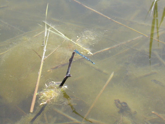 kanaaljuffer (Cercion lindenii)
