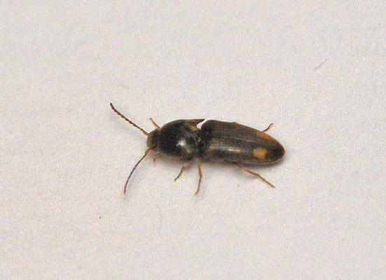 Drasterius bimaculatus