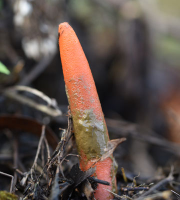 Mutinus elegans - Spitse stinkzwam