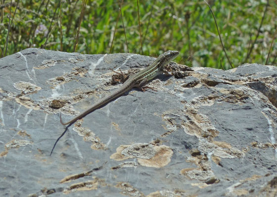 Podarcis erhardii