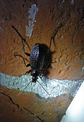 Carabus garnulatus bij de deurpost