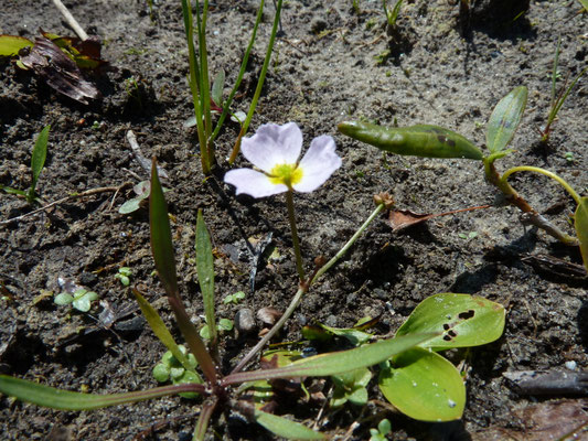 Baldellia ranunculoides subsp. repens - Kruipende moerasweegbree
