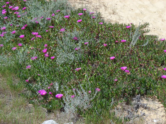 Carpobrotus acinaciformis - Rode hottentotvijg