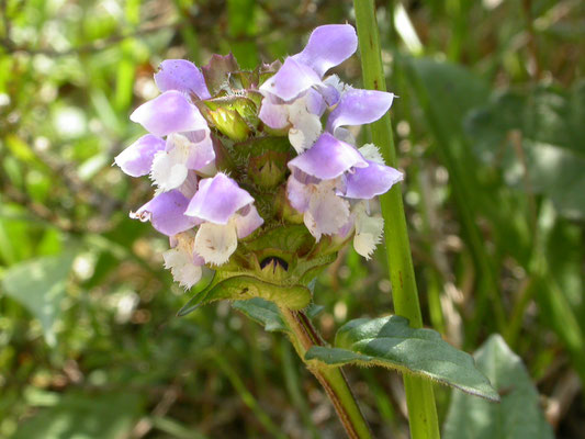 Prunella grandiflora - Grote brunel