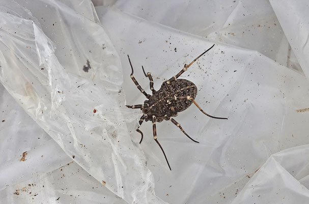 Odiellus spinosus