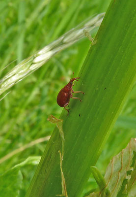 Apion frumentarium - Menierood zuringspitsmuisje