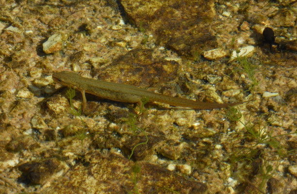 Kleine watersalamander (Lissotriton vulgaris graeca)