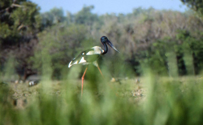 Black-necked Stork