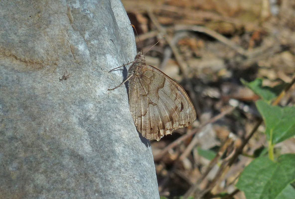 Hipparchia statilinus