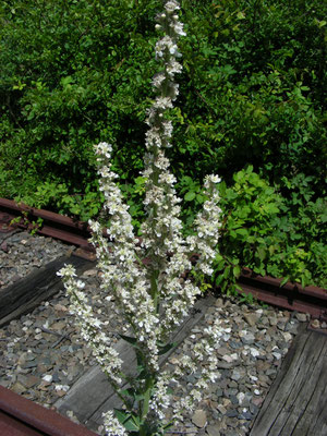 Verbascum lychnitis - Melige toorts